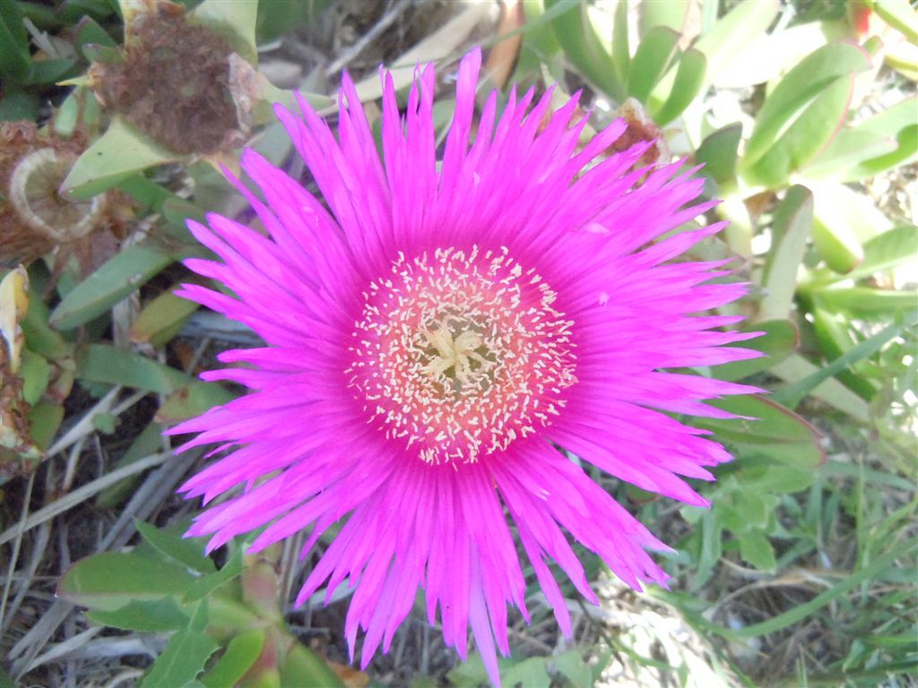 Carpobrotus edulis / Fico degli Ottentotti edule